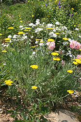 &uuml;permakulturgarten Billich